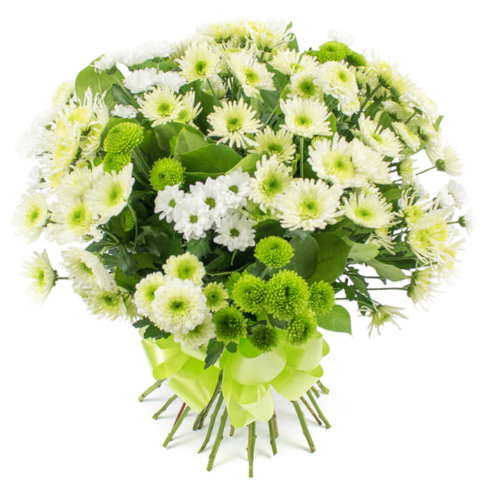 A beautifully composed chrysanthemum bouquet is shown against a pristine white background, its cool, clean palette of whites, creams, and vibrant lime-greens highlighted with striking clarity. The flowers are arranged into a generously rounded dome, each stem placed deliberately to form a cohesive, full silhouette with no empty spaces. The main body of the bouquet is formed by medium-sized chrysanthemum heads in shades of white and creamy off-white, their finely cut petals rounded at the tips and arranged in tight layers that open into soft, cushion-like faces. Nestled among them are sprays of smaller, daisy-style chrysanthemums, their simple white petals circling small green or pale yellow centres that introduce a delicate, meadow-like charm. Scattered throughout are clusters of lime-green button chrysanthemums, their neat, spherical shape and saturated colour drawing the eye and offering a contemporary contrast to the more traditional white blooms. Between the flowers, rich green foliage shows in glimpses, its leaves adding depth, shadow, and a sense of natural structure, as if the stems had been gathered from a thoughtfully planted courtyard near Brent Cross or along the quieter residential streets nearby. The stems are trimmed evenly and gathered into a hand-tied posy, secured firmly with a wide lime-green satin ribbon knotted into a decorative multi-looped bow that cascades slightly over the stems. The bouquet carries a mood of quiet celebration and reassurance, ideal for expressing gratitude to someone after a special family event, sending a gentle sympathy arrangement to a home off Finchley Road, or dressing a dining table in the Brent Cross area with an elegant, calming accent that feels fresh yet timeless.