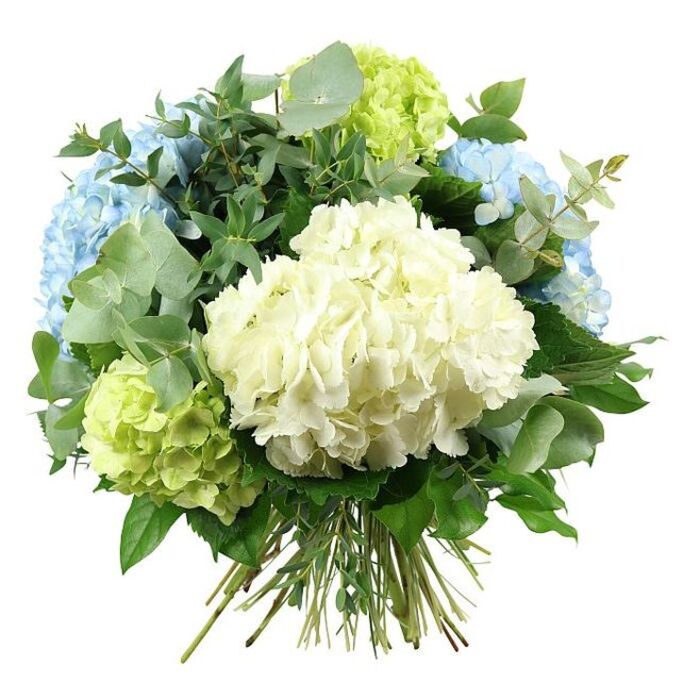 A full, luxurious bouquet of hydrangeas and foliage dominates the image, set against a pure white backdrop that highlights the subtle interplay of blue, green, and cream. At the centre, a generous, ball-shaped cluster of creamy white hydrangeas forms the heart of the design, its tightly packed petals giving the flower head a plush, almost cloud-like appearance. Encircling this central bloom, rounded hydrangea heads in soft sky-blue tones extend outward, reminiscent of calm summer skies over Brent Cross and the open spaces near the shopping centre. Nestled thoughtfully between these are clusters of pale lime-green hydrangeas, their light, citrus-inspired colour adding a bright, refreshing spark, much like new foliage appearing in the residential streets that branch off from Hendon Way.   

The flowers are framed by a sophisticated mix of greenery that builds depth and contrast. Silvery-green eucalyptus, with its rounded leaves and slightly muted tone, arcs elegantly around the bouquet, lending a cool, contemporary edge and a sense of movement, as if the stems had just been gathered from a breezy garden. Deeper emerald foliage sits behind, with glossier surfaces and more defined shapes that bolster the bouquet's rounded silhouette and help each hydrangea head stand out. The stems of all blooms and foliage are gathered neatly at the base and tied in a classic hand-tied finish, ready for a vase in a Brent Cross living room, office reception, or intimate dining setting. Soft, even lighting reveals the fine veining in the leaves and the delicate gradations of colour within each petal. The overall mood is tranquil, elegant, and slightly indulgent, making this arrangement suitable for anniversaries, housewarmings, or simply bringing a touch of calm sophistication into daily life. Crafted with the practiced eye of Brent Cross Flowers, it reflects both technical skill and an understanding of how flowers can soften modern urban interiors.