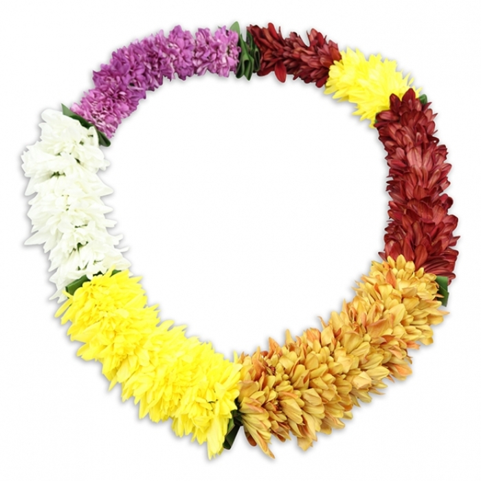 In the centre of a clear, uncluttered white background, a Hawaiian-style lei rests in a complete oval, its closed shape symbolising continuity, remembrance, and an unbroken bond. The garland is made of numerous chrysanthemum-like blooms, each composed of many small, ruffled petals that have been strung so densely together that the surface appears lush and softly textured. Although the flowers are artificial, their full form and consistent colouring suggest careful craftsmanship aimed at creating a tribute that will remain beautiful throughout a service. Colour moves around the oval in distinct yet harmonious bands. Starting near the top left, a ribbon of rich, deep purple sets a tone of dignified sorrow, then gently transforms into a shorter section of warm burgundy and maroon, adding emotional depth like quiet conversations shared after a service in a Brent Cross chapel. This deep warmth then yields to a generous run of bright yellow blooms, whose lively tone brings balance and a sense of gratitude. The yellow gives way to autumnal hues of golden orange and burnt amber, reminiscent of evening skies above the nearby parks and residential streets. Another band of vibrant yellow follows, ensuring the tribute never feels heavy or sombre for too long, before easing into a clean section of pure white flowers that convey peace and farewell. The design concludes with a final arc of bright yellow, joining back to the beginning and reinforcing the idea of enduring memory. Wisps of green thread or foliage can be glimpsed between some colour blocks, subtly revealing the traditional method of stringing. A delicate shadow beneath the lei adds depth, making it appear gently lifted from the surface, ready to be placed as a central tribute at a funeral or memorial gathering in Brent Cross and the surrounding North West London communities.