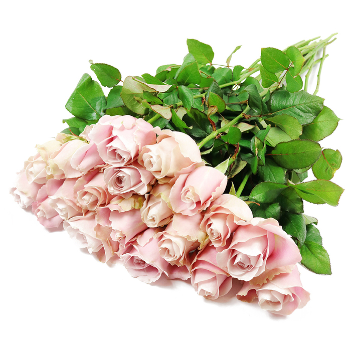 A generous cluster of long-stemmed roses in muted blush pink tones is arranged in a loose, diagonal bundle across a clean white backdrop, evoking the quiet elegance of a sympathy bouquet prepared by a skilled Brent Cross florist. Around two dozen roses are gathered tightly at one end, forming a lavish mound of blooms that spills across the lower part of the image. The roses are at their ideal stage: the central petals curl inward in perfect spirals, still somewhat closed, while the outer petals begin to peel away in soft, velvety layers. Subtle variations in colour can be seen from flower to flower and even within each bloom, where the base holds a gentle, milky pink that deepens towards a dusty rose and almost lavender tint in the shaded inner folds. The effect is tender and soothing, like a moment of stillness amid the bustle of nearby Brent Cross shopping streets.   

The long green stems extend out towards the top right, partially obscured by an abundance of rich, dark green leaves. The foliage is dense and lush, with a slight sheen that catches the soft, even light, offering a natural counterbalance to the pastel petals. The pure white surface beneath the bouquet keeps the focus entirely on the roses and leaves, with no distractions, allowing the interplay of soft pink and deep green to convey a sense of calm and dignity. Gentle lighting highlights the intricate textures of each petal without creating harsh shadows, giving the arrangement a comforting, almost ethereal quality. This image captures a timeless rose bouquet that feels at home in moments of remembrance, suitable for deliveries across Brent Cross, Cricklewood, and the surrounding North London neighbourhoods to honour a life with grace and affection.