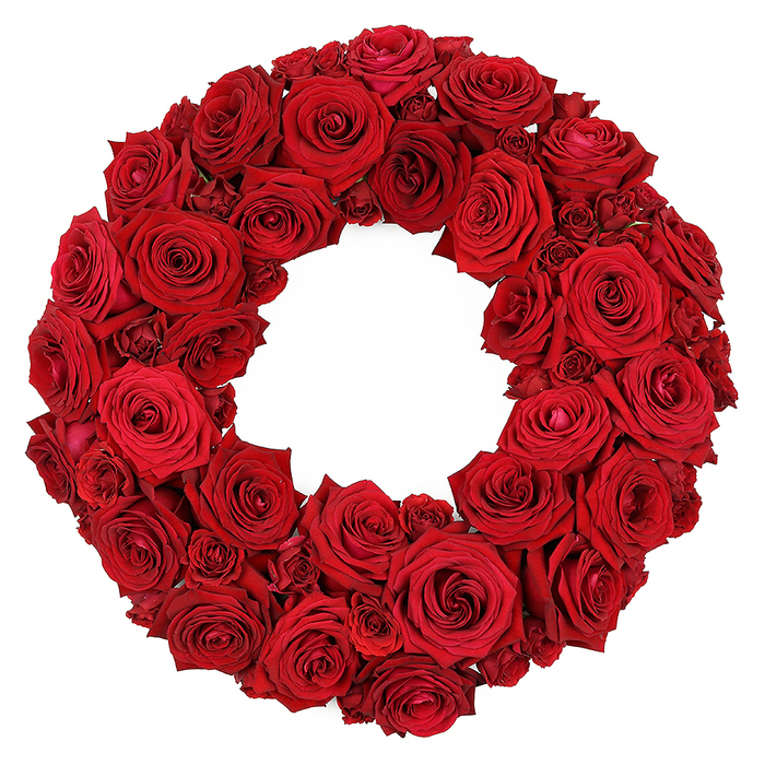 An all-rose wreath crafted entirely from deep red roses forms a dense circle against a stark white background. Dozens of blooms, mostly fully opened, display velvety petals that swirl toward their centers, the ruby tones rich and even. Interspersed are smaller, partially opened roses that fill any gaps and add depth, yet there is no greenery or filler to distract from the seamless surface. The effect is luxurious and dramatic: a continuous ring with a hollow center that feels both intimate and ceremonial. This design carries strong symbolism-love, respect, remembrance-and regards as a timeless gift for anniversaries, memorials, or elegant home decor. The white backdrop makes the color glow, inviting the eye to linger and the fingertips to imagine the soft texture of the petals. In Brent Cross and neighbouring areas such as Cricklewood and Golders Green, Brent Cross Flowers offers this wreath with dependable same-day delivery, ensuring it arrives fresh and ready to make a quiet, meaningful statement at a doorway, a service, or a reception space.