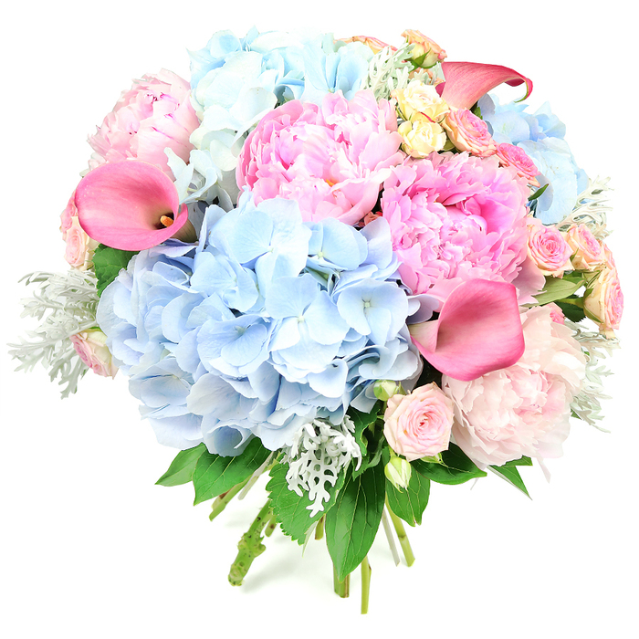 A beautifully composed, round bouquet is photographed upright against a bright white backdrop, every petal and leaf clearly defined. Dominating the arrangement are several full clusters of powder-blue hydrangeas, their many small florets overlapping to create a soft, cloud-like texture that feels comforting and generous. Nestled among these are opulent pink peonies, their petals unfolding in dense, ruffled layers from the centre outwards, displaying a spectrum of pinks from pale blush to richer, more vivid hues. Rising through the rounder shapes, sleek calla lilies in coral and fuchsia-pink form elegant trumpet silhouettes, their smooth, waxy petals lending a modern, refined touch that contrasts with the frillier hydrangea and peony blooms. Smaller roses, both blush pink and creamy yellow, are tucked thoughtfully throughout the bouquet, adding delicate accents and a hint of classic romance, like quiet side streets off the bustling Brent Cross junction. Silvery-green dusty miller foliage peeks between the flowers with a velvety, almost frosted look, offset by deeper green leaves that provide structure and depth. The stems at the base are tightly bound, suggesting a hand-tied bouquet ready to slip into a favourite vase. The overall impression is one of abundance and celebration - a bouquet suited to weddings, anniversary dinners, and milestone events in homes and venues across Brent Cross, Hendon, and Dollis Hill - while the soft colour palette and layered textures offer a calming, joyful presence that would be equally at home as a thoughtful get-well or congratulations gift delivered locally.