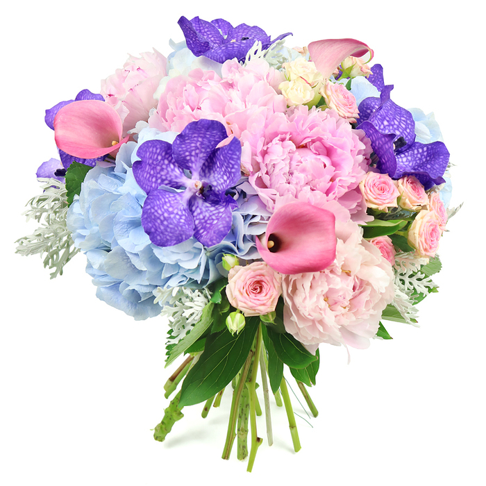 This opulent round bouquet is shown against a bright white background, its colours and forms arranged with the precision of a seasoned local florist working just off the Brent Cross flyover. At the heart of the composition, large light pink peonies bloom in full, their many layered, ruffled petals forming generous, cup-shaped flowers that radiate softness and a sense of abundance. These are framed by plump clusters of powder blue hydrangeas, whose countless tiny florets blend into voluminous, cloud-like shapes, cooling the overall palette and giving the bouquet a soothing base. Deep purple Vanda orchids are positioned with care among the pastel tones, their broad petals richly coloured and speckled with darker markings, bringing a sophisticated, almost couture accent to the arrangement. Threaded through this lush mix, sleek fuchsia pink calla lilies curve in elegant lines, their trumpet-shaped blooms introducing a sculptural element and a bolder note of colour that still harmonises with the pinks and blues. Between the larger flowers, blush pink spray roses nestle in small, multi-headed clusters, adding fine, intricate texture and a hint of timeless romance that might suit a family celebration in nearby Temple Fortune. Around the edges, foliage completes the picture: glossy dark green leaves lend structure and depth, while soft, silvery dusty miller adds a velvety, muted tone that gently anchors the brighter hues. The stems are left visible and neatly tied at the base, emphasising the hand-crafted nature of the bouquet. The overall feeling is one of refined joy and thoughtful gifting, perfect for weddings, anniversaries, or stylish home decor in and around the Brent Cross area.