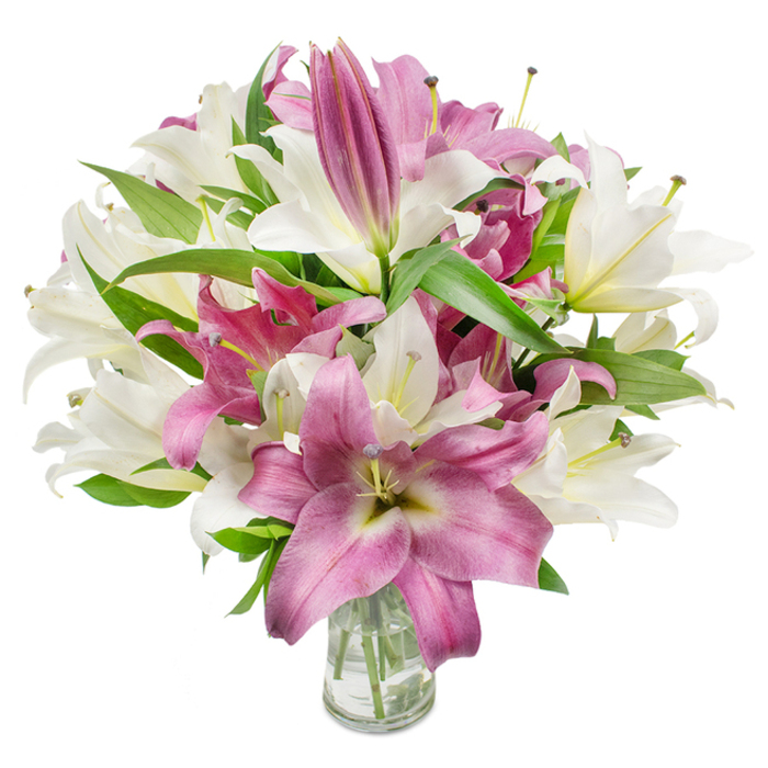 A richly textured bouquet of oriental lilies occupies the centre of the image, a harmonious pairing of creamy white and velvety magenta-pink blooms gathered in a plain, transparent glass vase. Many flowers are open and proudly display broad, undulating petals and inner stamens, some tipped with pale yellow or brown pollen that lends an authentic, natural touch; several buds remain tightly furled toward the edges, signaling the arrangement's freshness and a slow unfolding of beauty. The white lilies carry a soft off-white tone with a whisper of green-yellow at their throats, while the pinks span from soft rose to deep fuchsia, occasionally showing paler veins or a creamy centre that catches the eye. Interspersed throughout are abundant dark green, lance-shaped leaves whose glossy texture grounds the colour palette and creates contrast and depth. Visible at the bottom, the simple glass vase exposes the cut stems and clean water, a transparent reminder of the careful conditioning behind the display. The bright, even lighting accentuates petals' satiny surfaces and the bouquet's full, rounded silhouette, and the air seems to hold a faint, intoxicating lily fragrance that evokes spring mornings or intimate celebrations. As a florist who knows Brent Cross and surrounding neighbourhoods like Golders Green and Cricklewood, I picture this bouquet on a dining table or hallway console, a tasteful gift for anniversaries, birthdays or a thoughtful 'thinking of you' delivery.