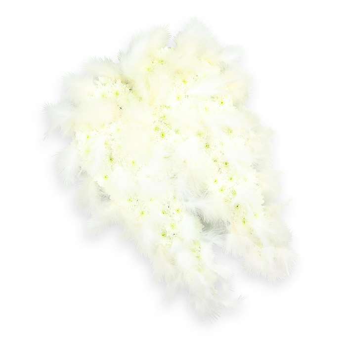 A beautifully composed pair of angel wings, made entirely from white blooms and delicate feathers, lies against a crisp white background, creating a tranquil and reverent scene. The wings join softly at their inner curve, then extend outward in a flowing, feathered silhouette that gradually narrows towards the tips. Within each wing, hundreds of tiny white flowers-resembling miniature chrysanthemums or small carnations-are clustered tightly together. Their rounded petals overlap to form a dense, almost velour-like texture, with slight rise and fall where individual flower heads lift from the surface. Among this sea of white, faint notes of pale green and gentle yellow appear in some flower centers, providing a subtle, organic variation that suggests freshness and life within the design. Soft white feathers are layered along the outer edges and tips of the wings, following every curve. These feathers look weightless and downy, with fine filaments that drift softly outward and blur into the background, adding to the sense of ethereal lightness. The illumination is bright yet gentle, revealing each petal and feather without sharp contrast, while a tender shadow beneath the tribute gives a feeling of quiet dimensionality, as though the wings rest lightly rather than lie flat. The overall impression is one of purity, comfort, and spiritual protection, an especially poignant choice for a funeral tribute or memorial. In the Brent Cross area, such an angel wing floral design could be displayed during a local service in Hendon or Cricklewood, serving as a central piece that symbolically wraps the departed in a guardian's embrace and offers bereaved families a peaceful image of eternal rest.