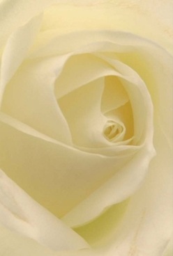 In this serenely detailed image, a single ivory rose reveals its heart through perfectly arranged, velvety petals that spiral inward-each layer almost translucent, beckoning gentle touch. The lighting is soft and flattering, reminiscent of an early evening glow over Brent Reservoir, caressing subtle gradients of cream and the faintest hint of lemon. This bloom evokes the peaceful anticipation before a Brent Cross family gathering or the silent affirmation given by a thoughtful anniversary bouquet. Its elegance is timeless, inviting contemplation of moments filled with gratitude, remembrance, or deep affection across NW4 and the local neighbourhoods of Hendon and Dollis Hill. One can nearly sense the clean, understated fragrance wafting from the spiral core, bringing a hush of comfort and grace to any setting. Such floral artistry is the hallmark of a skilled local florist, attentive to each detail and emotion conveyed by every petal-making this rose an ideal choice for life's most significant or tender occasions, available for same-day delivery throughout Brent Cross.