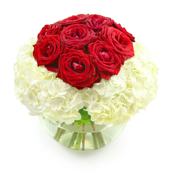 In this image, a carefully crafted floral arrangement of red roses and white hydrangeas stands in a clear, bowl-shaped glass vase, set against a pristine white backdrop that gives the design a gallery-like feel, reminiscent of contemporary spaces near Brent Cross. At the heart of the composition is a tight dome of roughly ten deep crimson roses, each bloom lush and velvety, with petals layered in spirals that create a sense of depth and luxury. Some roses are slightly more open than others, revealing soft, shadowed centers that hint at their fragrance and natural beauty. These romantic red blooms form a smooth, rounded crown, like a cushion resting on a cloud. That cloud is made of expansive, creamy white hydrangeas, their many small, delicate petals gathered in full, round clusters that spread outward in a generous collar. The hydrangeas give the arrangement a soft, cloud-like texture and a sense of fullness, gently cradling the more defined shapes of the roses. The clear vase below, half-filled with fresh water, reveals a tangle of strong green stems, cut cleanly and arranged with care by an experienced florist, perhaps just a short distance from Brent Cross station. Light reflects off the curve of the glass and the waterline, adding subtle highlights that enhance the clarity and freshness of the design. The overall mood is sophisticated yet warm, perfectly suited to an anniversary bouquet delivered to a family home in Brent Cross, a private celebration of love that feels both intimate and polished, without any unnecessary embellishments.