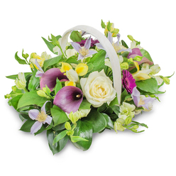 This detailed photograph features a tasteful funeral basket arrangement, elegantly displayed in a pale woven basket with a smoothly arching handle, set on a white surface against a clean white background. The flowers appear freshly arranged, as if just prepared in a Brent Cross flower shop before being sent out for a memorial service near the North Circular or a home condolence visit. A large, creamy white rose sits at the centre, its tightly layered petals unfolding into a perfect spiral, suggesting purity, remembrance, and a gentle farewell. On either side, two rich purple calla lilies rise, their sleek, trumpet-shaped forms adding a touch of modern refinement and creating a striking contrast against the softer cream and pastel tones. Delicate clematis-style blooms in pale lilac and soft lavender weave through the arrangement, their star-shaped petals and subtle yellow centres lending a light, almost ethereal feeling, like soft clouds reflected in the nearby Welsh Harp Reservoir. Scattered among them are clusters of small yellow and white blossoms-freesia- or alstroemeria-like in shape-that add texture and tiny bursts of sunshine, lifting the mood without losing the arrangement's respectful, contemplative character. To the right, a single magenta gerbera-inspired flower opens outward, its vivid, radiating petals forming a partial focal point that symbolises affection and cherished memories. The entire bouquet is surrounded by abundant, rich greenery: broad, rounded, glossy leaves create a solid base, while finer, lighter green sprigs add softness and fullness. The composition feels rounded, complete, and thoughtfully balanced, ideal for sitting beside a framed photograph at a Brent Cross remembrance gathering or as a comforting delivery that brings natural beauty and quiet solace into a family's living room.