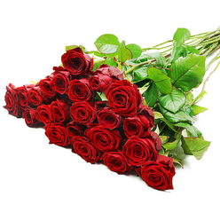 A striking bouquet of red roses is displayed in a graceful diagonal across a bright white background, as though just set down by a florist in Brent Cross after tying the final ribbon. The blooms form a lush, rounded cluster on the left-hand side, while the long, straight stems extend towards the right, creating a sense of movement and flow. There are roughly two to three dozen roses in this arrangement, each one a classic long-stemmed variety with petals that coil tightly in the centre and then open in soft, layered waves. The colour is a deep, velvety crimson that suggests intensity and heartfelt emotion, perfect for grand romantic gestures or important milestones. Between the blooms, vibrant dark green leaves peek through, their smooth surfaces catching the studio lighting and providing a cool, natural contrast to the warmth of the red petals. The stems, gathered together in a clean bundle, show hints of natural thorns, confirming the freshness of the flowers and giving the arrangement a slightly wild, organic touch despite its otherwise polished appearance. The lighting is bright and even, illuminating every petal and leaf without casting strong shadows, so the viewer can almost imagine the softness of the petals and the subtle scent you might notice when receiving such a bouquet at home in Brent Cross, along the North Circular, or close to the Brent Cross Shopping Centre. With no vase or additional decoration, the focus remains entirely on the roses themselves, making this image a powerful visual representation of love, admiration, and devotion, the kind of bouquet chosen for anniversaries, Valentine's surprises, or deeply personal celebrations.