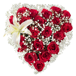 This heart-shaped arrangement is a study in contrast and tenderness: a dense field of deep ruby-red roses forms the body of the heart, each bloom at a slightly different stage so the surface ripples with plush texture. The roses' velveteen petals fold inward and outward, catching highlights that range from satin to midnight tones, while interlaced sprigs of delicate white baby's breath (Gypsophila) drift through the composition like fine lace, brightening hollows and softening edges. Anchoring the upper left is one immaculate white lily whose broad, sculptural petals radiate calm; a subtle creamy wash near its centre leads the eye to yellow stamens that offer a hint of sunlit warmth. Photographed against a crisp white backdrop, every petal contour and shadow registers with clarity, emphasizing the bouquet's handcrafted precision. Imagine the scent: the warm, rose-sweet top notes rounded by the lily's fresher, green undertones - a fragrance that speaks of quiet devotion. This piece feels both personal and formal, a floral language for declarations of love, heartfelt anniversaries, or a refined sympathy that honours memory. As someone who arranges blooms for families around Brent Cross Shopping Centre, Hendon, and Childs Hill, I appreciate how the heart shape translates easily for delivery down narrow lanes or as a focal display at a small gathering. The arrangement's balance of passion and purity is meant to be seen up close and remembered long after the flowers are gone.