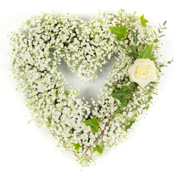 Viewed close, this heart-shaped spray feels like a small white sky made tangible: thousands of tiny gypsophila blossoms packed into a soft, voluminous form that reads as cloud and covenant at once. The tiny white flowers create a textured surface that seems to float, while a solitary cream-white rose is tucked into the upper right curve, its petals forming a calm, luminous center that directs the eye like a quiet beacon. Alongside the rose, dark glossy ivy leaves provide sculptural contrast-their lobed edges and rich green tone lending solidity-while slender, pale-green filler sprigs, reminiscent of eucalyptus, extend diagonally downwards to suggest movement and continuity. The light is bright and even, sharpening the fine edges of each bloom and revealing the faint green hints at the rose's heart; tactility is implied in the velvety rose and feathery gypsophila, a contrast that invites a gentle touch. The arrangement speaks in the language of remembrance and solace: white as innocence and peace, the composition is both tender and formal, intended for funerals, memorial tables, or private moments of farewell. I imagine it set in a chapel near Brent Cross's quieter streets, or on a mantel in a home warmed by memories, carrying a quiet scent of fresh gardens and leaves. Designed with respect and restraint, this tribute offers comfort and the suggestion of continuity in nature's gentle rhythms.
