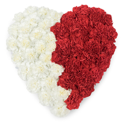 A detailed overhead view of a large heart crafted entirely from carnations, divided down the middle into two contrasting colour fields that read like a deliberate visual statement. The left side is densely composed of creamy white carnations, their ruffled petals folded into a plush, cloud-like surface; the right side is composed of compact, deep red carnations whose velvety tones radiate strength and passion. The two halves meet along a gently irregular vertical line that moves with a soft, organic rhythm rather than a mechanical seam, suggesting a handmade touch. Against the bright white background, each bloom's layered texture and tiny shadowed folds are sharply visible, giving the heart dimensionality and depth despite the flat photographic angle. There is a quiet scent implied - sweet, slightly spicy carnation perfume - and a sense of purpose: this could be a loving memorial, a patriotic display, or a decorative emblem for a cultural celebration. Having arranged tributes for families around Brent Cross and deliveries to nearby Hendon and Golders Green, I can imagine this piece carried from our workshop and placed with care at a community memorial or national event. Brent Cross Flowers crafts pieces like this with attention to rhythm and silhouette, balancing bold colour with tender detail. The design reads as an embrace in bloom: both architectural in its clear division and intimate in the softness of its petals, conveying unity, remembrance and heartfelt sentiment without a single leaf out of place.