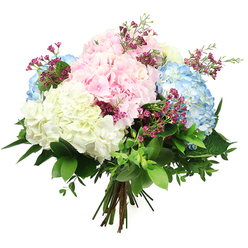 A hand-tied bouquet of mixed hydrangeas is pictured against a crisp white background, its colours and textures standing out clearly as if arranged for same-day delivery around Brent Cross. Dominating the composition are generous, globular hydrangea heads in soft pastel tones: gentle baby pink, airy sky blue, and creamy white that almost glows in the light. Each head is tightly composed of small, overlapping petals, creating a plush, cushion-like texture that makes the bouquet appear luxuriously full and substantial. The pink hydrangeas lend a feeling of warmth, affection, and gentle romance, perfect for birthdays or anniversaries, while the blue hydrangeas provide a cool, soothing counterpoint that evokes calm moments away from the bustle of the shopping centre. Creamy white hydrangeas add brightness and a sense of purity, tying the palette together so the flowers sit in perfect harmony. Interlaced between these larger blooms are slender sprigs of petite filler flowers, their tiny magenta or fuchsia blossoms creating specks of intense colour that dance among the pastels and bring a touch of playfulness. A generous collar of greenery supports and surrounds the flowers, with broad, glossy dark green leaves and smaller, softer foliage filling the spaces, adding depth and a natural, garden-inspired feel. The stems are neatly gathered and bound at the base, radiating outward in a tidy, hand-tied formation that signals professional floristry. Set against the bright white backdrop, this bouquet conveys a sense of poised celebration and quiet luxury, ideal for gracing a dining table in a Brent Cross flat, welcoming guests into a nearby office, or sending thoughtful wishes across North West London.