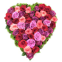 An overhead photograph captures a meticulously formed heart of fully opened roses set against a plain white surface, each bloom placed to create a continuous, overflowing tapestry of petals. Dominant tones of deep crimson and wine-like burgundy sit alongside bright scarlet heads, then melt into layers of tender blush and coral pink, climbing into spirited magenta and fuchsia accents. Scattered among these warmer notes are roses in pale lavender and mauve that provide a cool, sophisticated counterpoint, moving the eye across the heart like a subtle melody. The roses are so closely bunched that there are no gaps; petals nestle and overlap, creating a soft, tactile surface. Encircling the whole is a narrow border of dark green, mossy foliage-fine, grasslike fronds that both define the heart's outline and lift the roses visually.

There is an intimacy to the composition: the velvet texture of each rose, the slight inward curl of the petal edges, and a faint imagined scent of fresh blooms combine into an expression that could be romantic, reverent, or consolatory. The overhead perspective highlights the symmetry and deliberate colour gradation, testament to the arranger's care and to the traditional floral techniques used to preserve bloom shape and volume. Soft light reveals gentle highlights on the petals and creates muted shadow between heads, enhancing the sense of depth.

This style of heart-shaped rose tribute is often requested by people in Brent Cross and nearby Hendon when they want a classic, heartfelt statement for Valentine's Day, anniversaries, or memorial services. Crafted with local sensibility and floral expertise, this piece embodies both celebration and solemn remembrance in equal measure - a language of flowers understood across the neighbourhood and by customers of Brent Cross Flowers.
