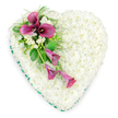 In this photograph, a beautifully detailed heart-shaped funeral tribute is shown from above, resting against a bright white background that emphasises its shape and colours. The main body of the heart is entirely made up of tightly packed white spray chrysanthemums, their small, rounded heads arranged so densely that they form a soft, plush surface of pure white. Each bloom contributes to a uniform, cushion-like texture that conveys stillness, purity, and a quiet respect, much like the hush that can fall over a family gathering after a service in the Brent Cross area. Around the edge of the heart runs a slim band of emerald green satin ribbon, expertly aligned to the contours of the shape. This ribbon forms a neat, continuous outline that delicately frames the chrysanthemums and adds a crisp, refined finish. Crossing the upper left section of the heart on a gentle diagonal is a striking cluster of deep magenta and fuchsia calla lilies. Their graceful, trumpet-shaped blooms curl around dark centres, and a few of the lilies stand tall and fully open near the top while others extend downwards in slimmer, partially unfurled forms, creating a subtle cascade towards the lower right curve. Threaded among the calla lilies are small sprays of white freesias or similar fragrant white flowers, their softer, ruffled petals introducing another layer of texture and light. Lush green foliage, including glossy broad leaves and more delicate, feathered greenery, weaves through the arrangement, lending depth, contrast, and a sense of natural movement that recalls leafy corners of nearby parks. The overall impression is one of simple elegance and heartfelt emotion, a lovingly crafted floral heart used to express sympathy, remembrance, and enduring love at a final farewell in Brent Cross.