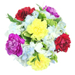 From a top-down viewpoint, this bouquet appears as a perfectly rounded, vibrant cluster of blossoms set against a clean white background, as if waiting on the counter at Brent Cross Flowers before heading out for same-day delivery. Six prominent carnations sit as the stars of the design, each bloom fully open and rich in texture. Two yellow carnations introduce an immediate sense of happiness, their layered, ruffled petals glowing like small pockets of sunlight. Nestled nearby, two deep burgundy-red carnations offer a dramatic counterbalance, their intense colour adding warmth and sincerity, ideal for heartfelt occasions across Brent Cross and Hendon. Completing the trio of feature colours are two vivid magenta-purple carnations, regal and eye-catching, adding a touch of modern elegance. Surrounding these centre blooms, clusters of hydrangeas in serene light blue and creamy white spill outward, their tiny petals merging into cloud-like mounds that feel soft and soothing. Through and around the blossoms, lush green foliage appears in different shapes: some leaves broad and variegated with pale yellow-edged green, others slimmer and darker, threading in and out to provide structure and visual rhythm. The white background allows every detail to read clearly, from the subtle veining in the leaves to the fine edges of each carnation petal. The bouquet as a whole suggests joy, appreciation, and the simple pleasure of fresh flowers arriving at a doorstep near Brent Cross Shopping Centre or along the local residential roads. It feels like a thoughtfully composed gift, created by a skilled local florist who takes pride in marrying bold colour, gentle texture, and a welcoming, celebratory mood.