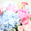 The photograph presents a richly textured bouquet of pastel blooms, overflowing with warmth and calm, as if it has just arrived at a doorstep near Brent Cross station for a special surprise. At the centre and shifting toward the upper right are voluptuous pink peonies, their innumerable ruffled petals layered in soft waves. Their colour transitions gently from a light, almost cotton-candy blush at the edges to a deeper, romantic rose-pink at the core, giving them a plush, almost cushion-like appearance. Along the left side and lower centre of the arrangement, rounded masses of sky-blue hydrangea spread out, each formed from countless tiny florets that create a cloud-soft texture and a cool, refreshing contrast to the warmer pink tones. Threading through these blooms, a few striking calla lilies in a deeper rose-pink, nearly fuchsia, extend their smooth, trumpet-shaped petals, adding a touch of sleek, contemporary elegance amid the softness. Nestled throughout the bouquet, blush-toned garden roses can be seen in various stages of opening, from round, tightly closed buds to partially unfurled blossoms revealing layers of petals within. Sprigs of silvery-green foliage, likely eucalyptus or dusty miller, curve between the flowers, their muted tones and velvety surface providing a calm backdrop that enhances the pastel colours. The lighting is gentle and flattering, with soft highlights tracing the petal edges and subtle shadows creating depth. Overall, the bouquet radiates tender joy and quiet sophistication, perfect for birthday wishes in nearby Cricklewood, congratulations in Hendon, or a comforting, same-day floral delivery across the Brent Cross area, bringing a sense of springtime grace indoors.