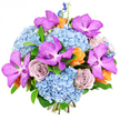 The bouquet in this photograph is displayed against a bright white background, giving it a crisp, contemporary feel that would suit a stylish Brent Cross apartment or townhouse. At its foundation are generous domes of sky-blue hydrangea, their soft, layered petals overlapping to form billowy, cloud-like mounds that bring an immediate sense of cool freshness. Rising gracefully from this base are eye-catching Vanda orchids, each bloom opening wide in a saturated magenta-purple, with delicate darker speckles and veining that add drama and depth, much like a statement piece in a designer shop along the nearby retail strip. Threaded among the orchids and hydrangeas, roses in refined lavender-grey and dusty mauve tones gently unfurl, their spiralling centres creating a subtle play of light and shadow that speaks of understated elegance and romance. To lift the mood and add contrast, smaller roses in warm peach and soft tangerine-orange are placed throughout, their glowing petals echoing the golden tones of sunset over the North Circular, and introducing a welcoming, cheerful warmth. Slender stalks of deep blue delphinium rise here and there, offering vertical lines that break the rounded shape and add a touch of wild meadow charm. Fresh green foliage fills and frames the composition, its leaves creating a structured, natural backdrop that enhances the colours without overshadowing them. The bouquet is tightly gathered and abundantly full, carefully arranged so that no space feels empty or accidental. Under bright, even lighting, each hue and texture is clearly defined, resulting in a luxurious design that feels ideal for celebrating special birthdays, anniversaries, or new home blessings in Brent Cross, with same-day delivery bringing this burst of floral artistry straight to doors across NW2, NW4, and NW11.