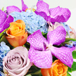 The image presents an opulent floral arrangement captured from a soft overhead angle, the bouquet placed against a flawless white background that makes its colours appear crisp and luminous, as though resting on a freshly set table in a Brent Cross home. At the visual heart are several striking Vanda orchids in vivid magenta and fuchsia. Their broad petals are adorned with intricate white, lattice-like veins, giving them a textured, patterned look that feels both exotic and refined. These orchids are arranged slightly higher than the surrounding flowers, drawing the eye and creating a graceful tiered effect. Around them, generous roses unfurl in a harmonious blend of tones. A brilliant orange rose, near the lower left, catches attention with its tightly coiled petals glowing in tangerine and apricot shades, bringing a burst of warmth that recalls late-afternoon light over nearby parks. Beside it, a muted lavender rose, edged with dusty mauve, adds a softer, romantic contrast, grounding the brighter hues with a sense of calm. Behind this interplay of colour, a lush mound of pale, powder-blue hydrangeas occupies the upper central portion of the arrangement. Formed from countless miniature florets, the hydrangeas create a plush, cloud-like base that feels cool and soothing to the eye, offsetting the fiery oranges and deep pinks. Fine strands of fresh green foliage weave subtly among the blossoms, introducing flashes of natural brightness and enhancing the impression of freshly cut stems ready for local delivery around Brent Cross. The bouquet is densely packed, with no empty spaces, conveying a feeling of luxury and abundance. Soft, even lighting highlights the petals' velvety and silky textures. This composition would make an elegant gift for birthdays, anniversaries, or special celebrations, embodying refined taste and the artistry of an experienced florist.