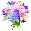 Presented against a bright white background, this round, hand-tied bouquet radiates both softness and vibrant colour. At the centre, large peonies in a gentle blush-pink tone unfold into lush, layered blossoms, their many ruffled petals creating a rich sense of texture and romantic abundance, like a luxurious fabric gathered in the hands. Around them, plump clusters of sky-blue hydrangeas provide a generous, cloud-like base, each tiny petal contributing to a cooled, calming effect that suggests stillness and serenity, similar to a quiet moment in a Brent Cross garden after rain. Threaded among these gentle pastels, intense violet Vanda orchids appear in striking contrast; their flat, open blooms feature intricate speckling, lending the design an exotic, modern flair and drawing the eye with jewel-like brightness. Slipping gracefully through the arrangement, rosy pink and peach calla lilies arc in elegant curves, their smooth, trumpet-shaped flowers catching the light and introducing a sculptural, contemporary elegance to the bouquet. Between the larger forms, petite pale pink spray roses are nestled, their tightly furled petals adding delicate detail and a feeling of intimacy. Accents of fresh dark green leaves provide depth and frame the blossoms, while frosted, silvery-grey Dusty Miller foliage softens the edges with its velvety texture and cool tone. The stems are carefully aligned and bound at the base, suggesting a bouquet just finished by an experienced Brent Cross florist and ready to be delivered to a nearby home or special event venue. Together, these elements create an arrangement that feels joyful, refined, and heartfelt, perfect for anniversaries, birthdays, or simply sending a thoughtful gesture to someone special in Brent Cross.