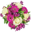 Seen from a direct overhead viewpoint against a bright white background, this circular bouquet reads like a small festival of colour and texture. At the heart lie several creamy white roses, their velvety petals spiralling tightly into classic, ivory cups that suggest softness and quiet elegance. Around and between them burst vivid magenta Gerbera daisies - flat-faced, cheerful blooms with densely packed petals that radiate outward like tiny sunbursts and dark, detailed centers that catch the eye. Deep purple Alstroemeria (Peruvian lilies) weave through the composition in clusters, their slender, trumpet-like forms and faint freckling adding an exotic, painterly note. Varied green foliage - broad glossy leaves and finer, possibly variegated sprigs - fills the spaces, giving the arrangement a lush, garden-fresh depth and a cool counterpoint to the warm florals. The overhead framing isolates every curve and edge of petal, making the fuchsia, plum and soft ivory tones sing with clear, saturated definition. Soft studio light highlights the satin sheen on the roses and the delicate texture of the Gerbera petals while casting gentle, natural shadows among the leaves, creating a sense of careful craftsmanship and balance. The bouquet feels celebratory yet refined, suited to birthdays, anniversaries, or as a spontaneous gift to brighten a home in Brent Cross or nearby Cricklewood. A subtle, tea-like scent of roses and the green freshness of foliage seem almost audible in the image, promising the tactile pleasure of creamy petals and sturdy stems when held. This is an arrangement a local florist would recommend when you want joyful colour married to classical form and thoughtful proportion.