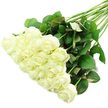 A beautifully arranged hand-tied bouquet of white roses rests diagonally across a pristine white surface, the sort of carefully crafted design you might see being finished at Brent Cross Flowers before the driver sets out on deliveries. The roses, roughly two dozen in number, are gathered in a dense mound of blooms occupying the lower-left section of the image. Each flower is exquisitely formed, with layered petals that begin tightly coiled at the center and open outward in soft, rounded spirals. The overall tone is a gentle, creamy white, with subtle hints of ivory deep within the hearts of the roses and a whisper of pale green lingering at the outer petals, lending an air of newly cut freshness. From this rich cluster, long, firm stems run towards the upper-right corner, slightly spreading to create a relaxed, natural fan. The stems are sheathed in healthy dark green foliage, with leaves of various sizes and shapes, some smooth and glossy, others showing more pronounced veining and a touch of reddish shading along the edges. Bright, evenly distributed lighting illuminates the entire bouquet, enhancing the silky texture of the petals and the crisp detail of the leaves, while the spotless white background keeps the focus solely on the flowers. The image radiates calm and sincerity, suggesting a bouquet chosen for an elegant wedding near Brent Cross tube station, a sympathy tribute carried to a home in Hendon, or a thoughtful gesture to mark a new chapter in someone's life. The white roses evoke purity, peace, and enduring affection, capturing the timeless beauty that makes them such a cherished choice throughout North West London.