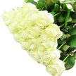 A large, tightly gathered bouquet of white roses dominates the image, photographed so closely that the viewer is drawn into every petal and shadow, as if leaning over the design bench of a Brent Cross florist. The roses are a rich, creamy white, some with the slightest touch of ivory at their core, and their petals form layered spirals that give each bloom a sense of fullness and depth. A number of the roses are still partially closed, their slender, pointed buds adding a graceful vertical rhythm, while others are more open, creating rounded, velvety cups that invite the eye to linger. Beneath and around the blossoms, deep green leaves provide a strong, fresh contrast, their edges softened but clearly defined, suggesting vitality and careful handling. Bright, even lighting floods the scene, much like daylight pouring through the glass roofs of Brent Cross Shopping Centre, illuminating the entire bouquet and casting only the softest shadows, which enhance its sculptural quality. The backdrop is a spotless, brilliant white, making the creamy petals and verdant foliage appear all the more striking and pure, with no other element to steal attention. Imagining the scent, one can almost breathe in a light, creamy fragrance with a hint of green freshness, the kind of aroma that would greet someone opening the door to a same-day flower delivery in the Brent Cross area. This white rose arrangement feels impeccably suited to meaningful occasions: weddings, anniversaries, and tender expressions of sympathy. The mood is serene, hopeful, and refined, conveying messages of love, respect, new beginnings, and gentle remembrance through every carefully placed bloom and leaf.
